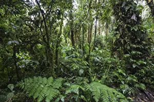 Central America Wilderness Area Prints: Dense vegetation in cloud forest