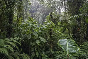 Dense Tropical Vegetation Prints: Dense vegetation in cloud forest