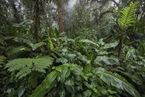Central America Wilderness Area Prints: Dense vegetation in cloud forest