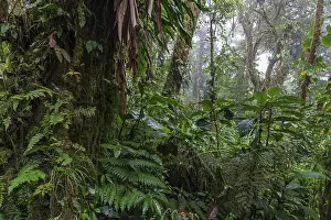 South American Wilderness Prints: Dense vegetation in cloud forest