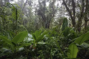 Central America Wilderness Area Prints: Dense vegetation in cloud forest