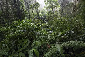 South American Wilderness Prints: Dense vegetation in cloud forest