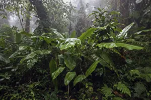 South American Rainforest Landscape Prints: Dense vegetation in cloud forest