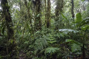 South American Wilderness Prints: Dense vegetation in cloud forest