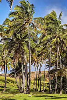 Easter Island Landscapes Prints: Densely standing palm trees with light clouds in the background