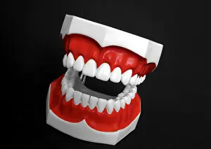 Oral Hygiene Symbol Prints: Denture model