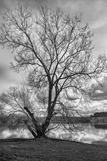 Framed Print : Der Baum am See Print Framed Print : Der Baum am See Print