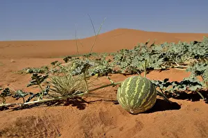 Sand Dune Landscape Photography Prints: Desert melon in front of a dune