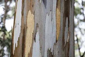 Nature Photography Australia Prints: Detail, bark of eucalyptus tree (Eucalyptus)