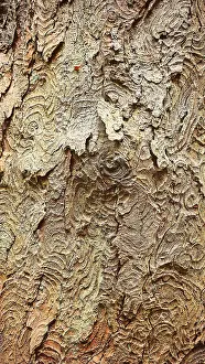 German Nature Reserve Prints: Detailed view of structured tree bark with complex patterns and earth tones