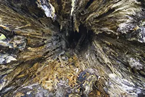 Weathered Tree Trunk Prints: Detailed view of a weathered tree trunk with visible structures and textures