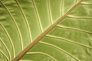 Large Emerald Green Leaves Prints: Details of the structure of a leaf