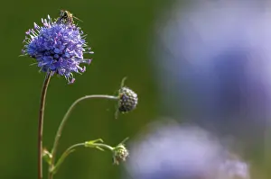 Dipsacaceae Family Prints: Devil's-bit, Devil's-bit scabious