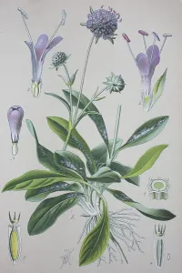 Inflorescence Details Prints: Devil's-bit scabious (Succisa pratensis)