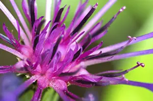 Delicate Spring Flowers Prints: Detail of a devils claw flower