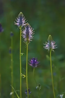 European Medicinal Herbs Prints: Devil's claw, May, Germany
Devil's claw