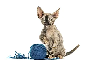 Devon Rex Cat Prints: Devon rex cat playing with a wool ball isolated on white