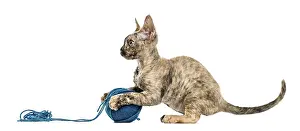 Devon Rex Cat Prints: Devon rex cat playing with a wool ball isolated on white