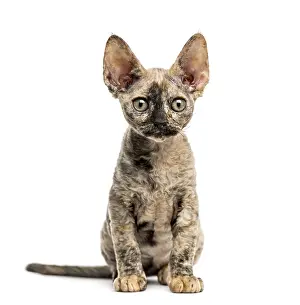 Devon Rex Cat Prints: Devon rex cat sitting isolated on white