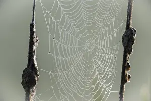 Dewy Spider Web Prints: Dew-covered spider web between cattails