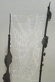 Central Europe Water Plants Prints: Dew-covered spider web between cattails