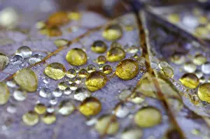 Autumn Dew Drop Prints: Dew drop in autumn on maple leaf