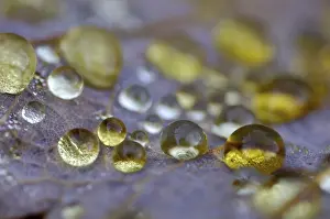 Autumn Nature Scene Prints: Dew drop in autumn on maple leaf