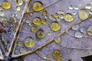 Autumn Dew Drop Prints: Dew drop in autumn on maple leaf