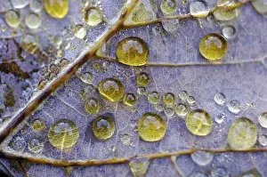 Autumn Dew Drop Prints: Dew drop in autumn on maple leaf