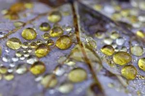 Autumn Dew Drop Prints: Dew drop in autumn on maple leaf