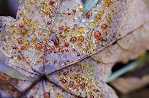 Autumn Dew Drop Prints: Dew drop in autumn on maple leaf