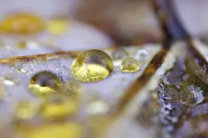 Autumn Dew Drop Prints: Dew drop in autumn on maple leaf