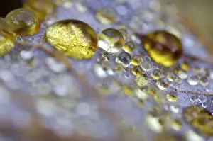 Autumn Color Nature Photography Prints: Dew drop in autumn on maple leaf