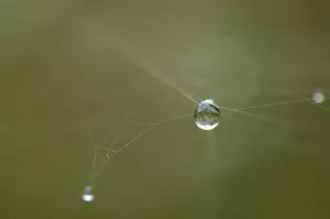Water Droplet Macro Shot Prints: Dew drop hanging in a spider net
