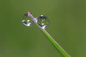 Dew Drop Detail Prints: Dew drops