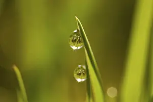 Close Up Nature Prints: Dew drops