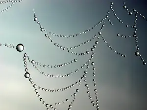 Prints of Dew Drops in spider's web Dew Drops in spider's web Dewdrop Spider Prints: Dew Drops in Spider's Web Print