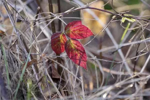 Autumn Mood In Central Europe Prints: Dewberry (Rubus caesius), leaf