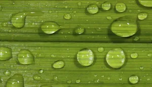 Macro Leaf Photography Prints: Dewdrops on leaf