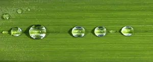 Macro Leaf Photography Prints: Dewdrops on leaf
