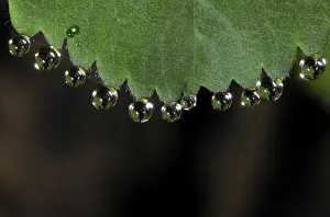 Macro Leaf Photography Prints: Dewdrops on leaf