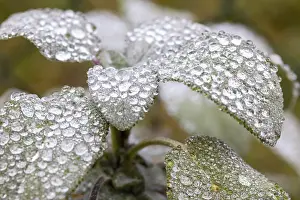Agricultural Crop Photo Prints: Dewdrops on sage leaf