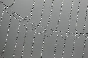 Daytime Outdoor Shots Prints: Dewdrops on a spider web, macro