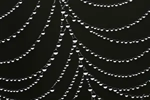 Prints of Dewdrops on a spider's web, Hesse, Germany Dewdrops on a spider's web, Hesse, Germany Dewdrop Spider Prints: Dewdrops on a Spider's Web Print, Hesse, Germany