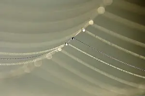 Close Up Spider Web Prints: Dewdrops on a spider's web
Dewdrops on a spider's web