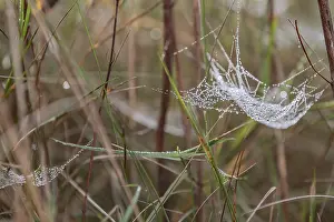 Web Spider Prints: Dewdrops in a spider's web Print