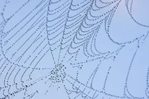 Web Spider Prints: Dewy Spider Web Print