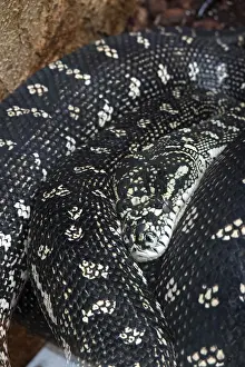 Python Prints: Print of Diamond Python in a German Zoo
