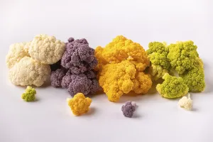 Fresh Green Cabbage Prints: Different colored cauliflower presented on a light background