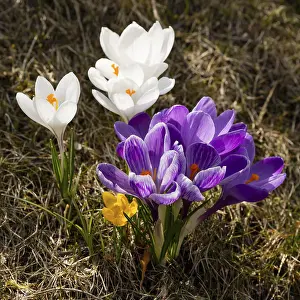 German Botany Images Prints: Different coloured Crocuses (Crocus)